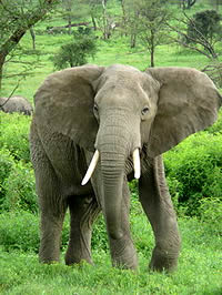 African Elephant