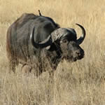 African Buffalo