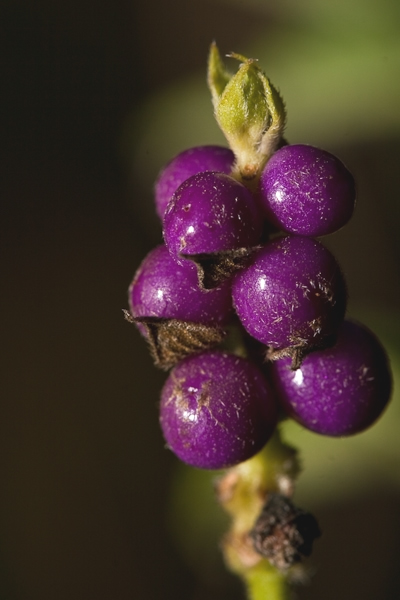 Berries