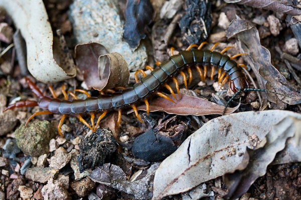 Centipede