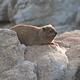 Dassie