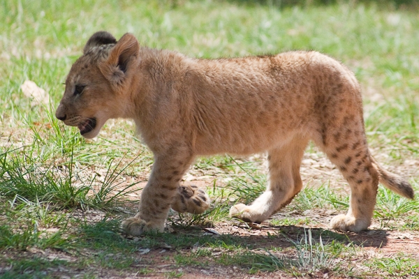 Lion Baby