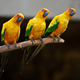 Parrots