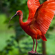 Scartlett Ibis