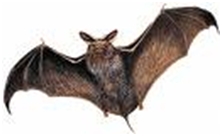 Bat