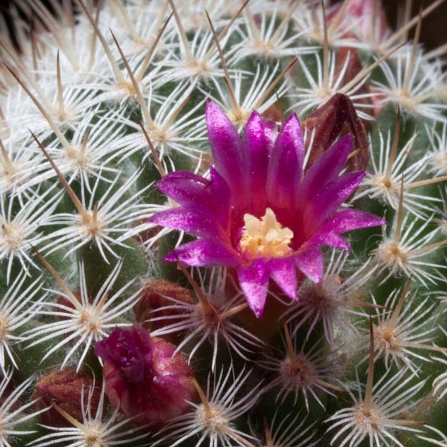 Cactus Flower