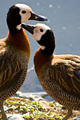 Whitefaced Ducks