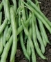 Beans