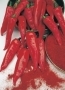 Paprika