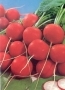 Radish