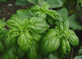 Sweet basil