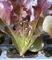 Red Oakleaf lettuce