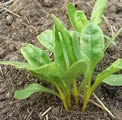 Swiss chard