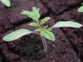 Tomato