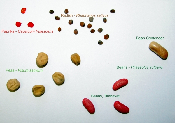Seeds