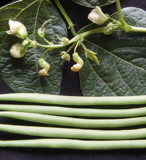 Bush Bean