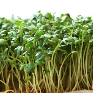 Garden Cress