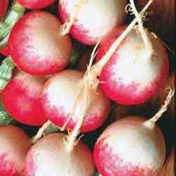 Radish