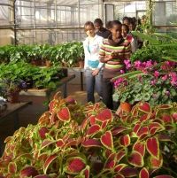 In the greenhouses