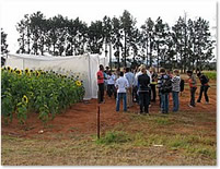 At the Sunflowers