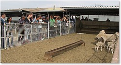 farm_113.jpg